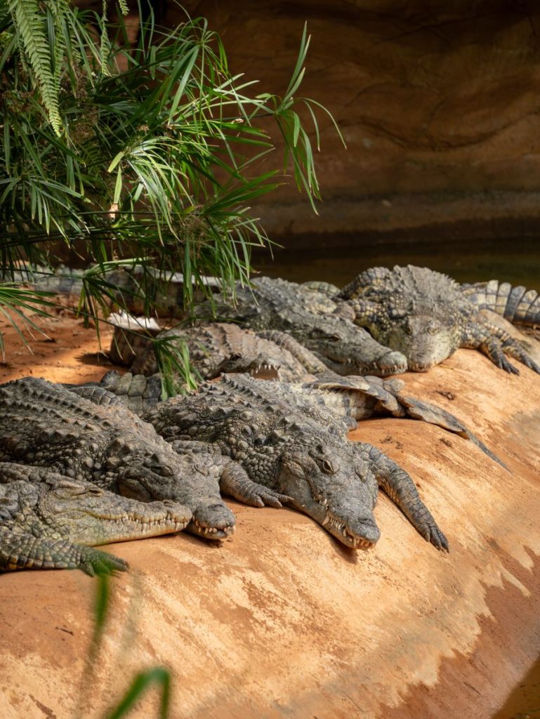 Drôme : La conservation et la sensibilisation au cœur de la Ferme aux Crocodiles
