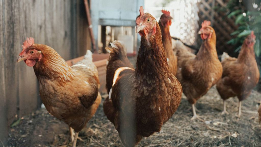 Alsace : cette commune propose des poules à ses habitants pour réduire les déchets
