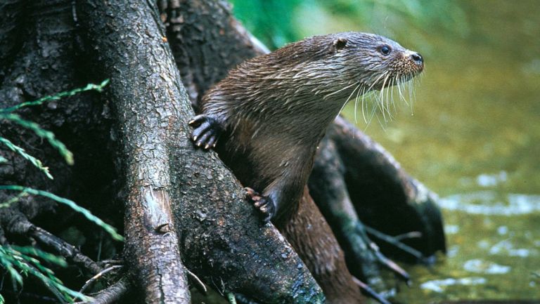 La loutre d’Europe : Un retour impressionnant en France