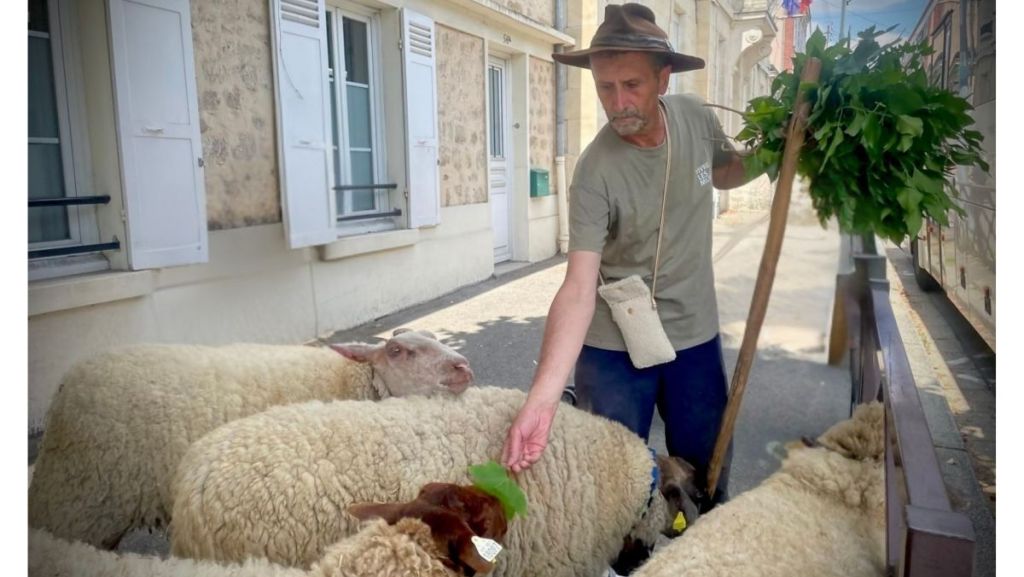 Le berger des Mureaux : de la médiation aux pas des brebis