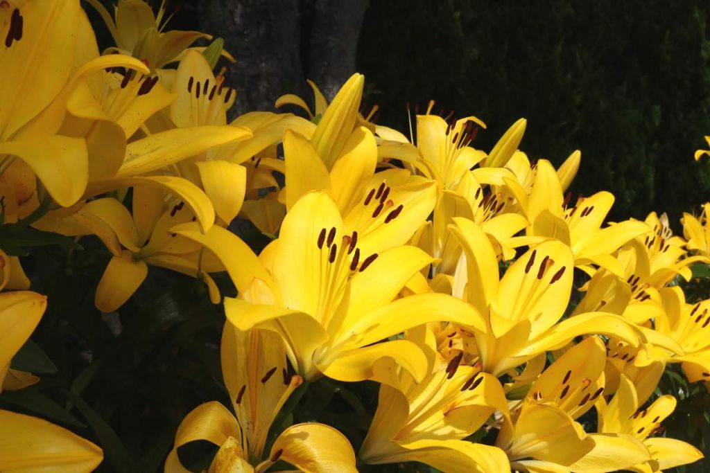 Les lys n’aiment pas l’été, mais avec ces gestes malins, ils resteront éclatants jusqu’en septembre