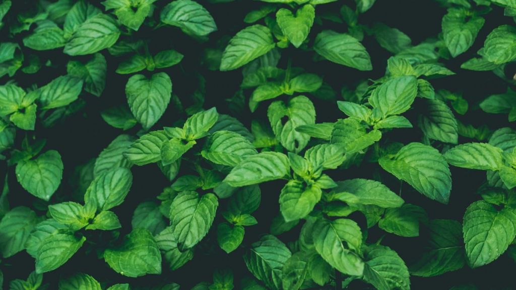 Alain Bosc-Bierne, dernier producteur de menthe poivrée à Milly-la-Forêt