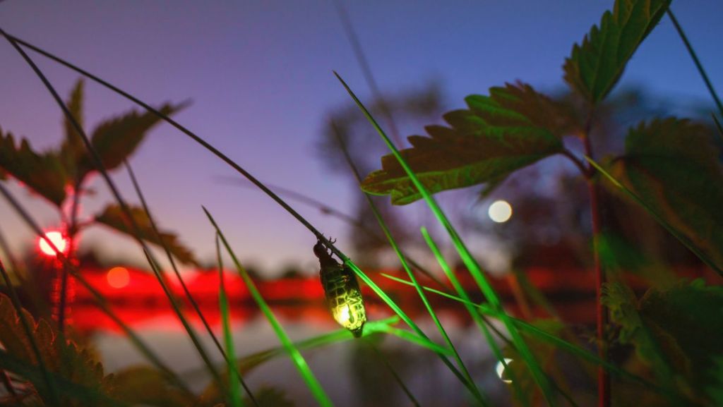 Nature : « En quête de lucioles » pour protéger et préserver cet insecte volant
