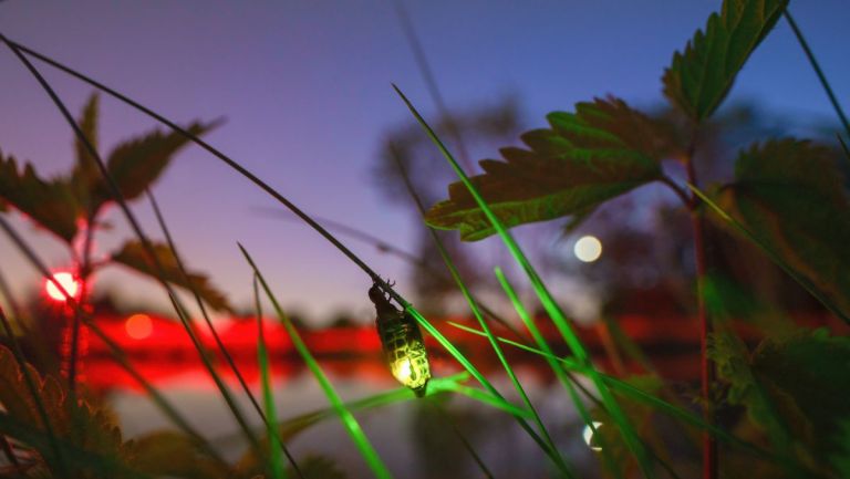 Nature : « En quête de lucioles » pour protéger et préserver cet insecte volant