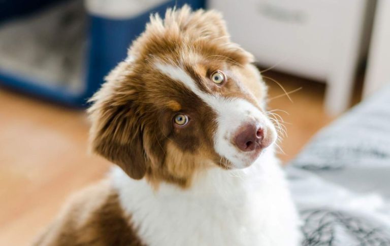 Chiot berger australien qui nous regarde d'u air étonné - crédit photo : thejokercze via Adobe Stock