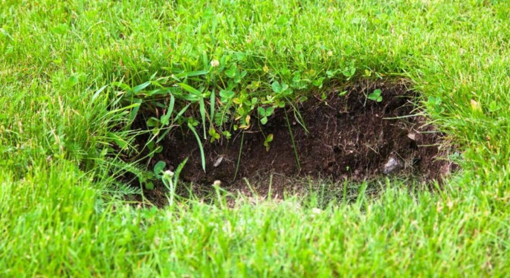 Trous dans la pelouse : le geste du jardinier qui va la sauver