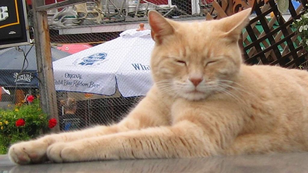 L’histoire étonnante du chat élu maire d’une ville d’Alaska pendant 15 ans