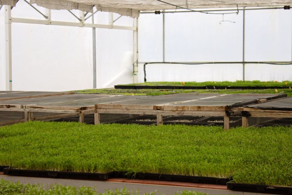 Des micro-pousses sous la grande serre de la Ferme de Charonne.