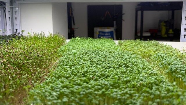 À Strasbourg, ils cultivent des micro-pousses pour une autre agriculture