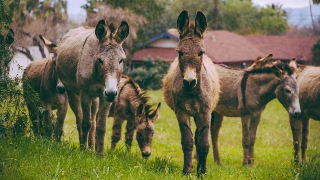 Chemin de Compostelle : et si vous marchiez avec un âne ?  