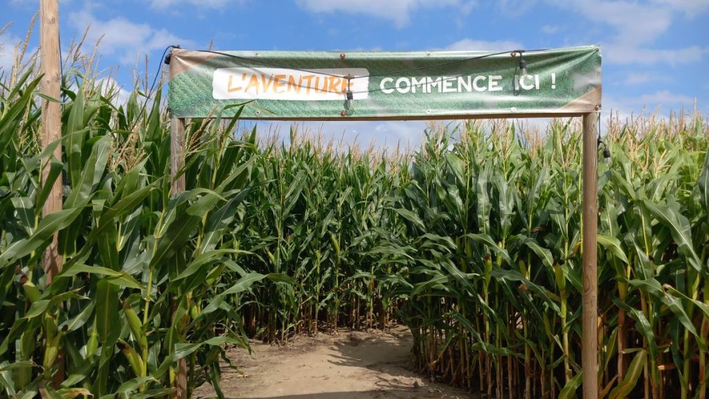 Les labyrinthes de maïs, une activité en plein air qui “pop”