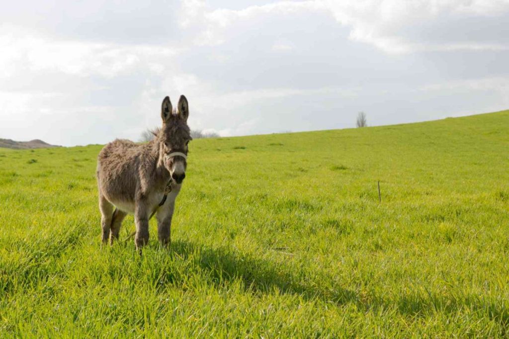 Pays des Écrins : Sandrine confectionne des cosmétiques au lait d’ânesse