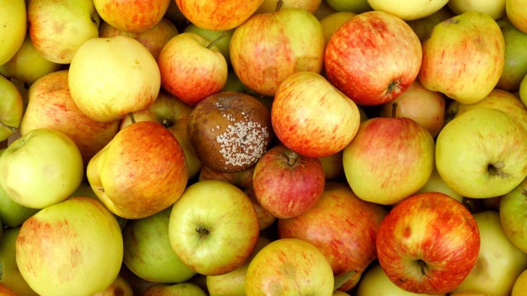 Un fruit ou légume avec un début de moisissure doit-il être jeté ?