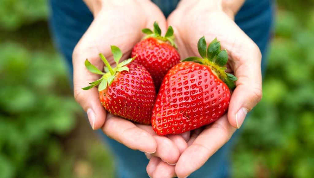 Une simple paille suffit à sublimer vos fraises : l’astuce bluffante qui va faire sensation dans votre cuisine
