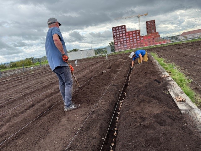 A Strasbourg, Anaïs cultive du safran sur le toit d’un immeuble