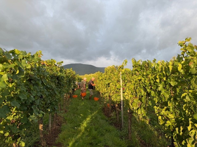 Alsace : Des vendanges conviviales et biologiques au domaine Habsiger
