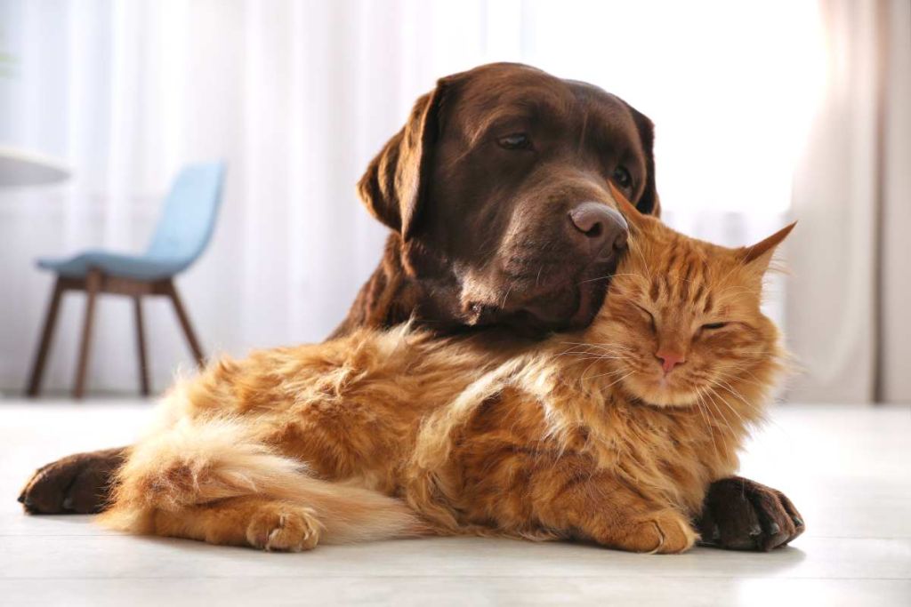 Comment bien gérer la cohabitation entre chien et chat ?