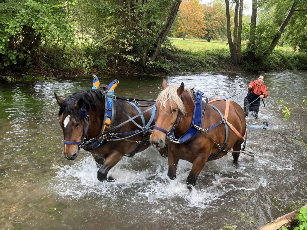 Environnement : vers un retour des chevaux de trait ?