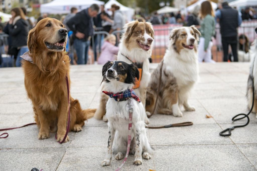 Fête des Animaux : un événement engagé pour le bien-être animal à Lyon