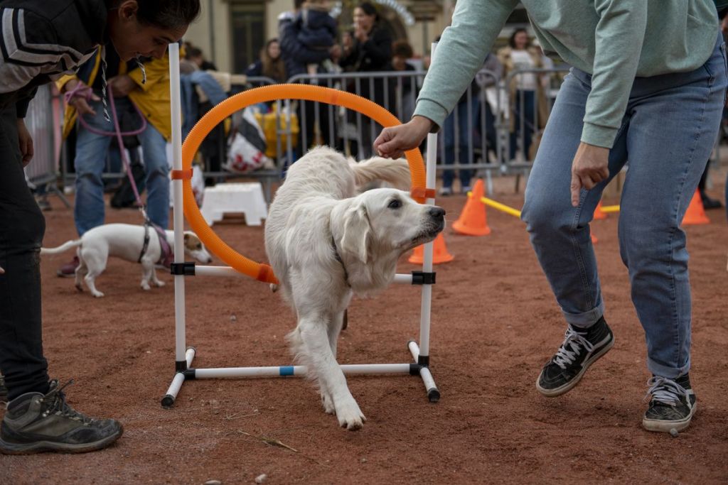 Fête des Animaux : un événement engagé pour le bien-être animal à Lyon