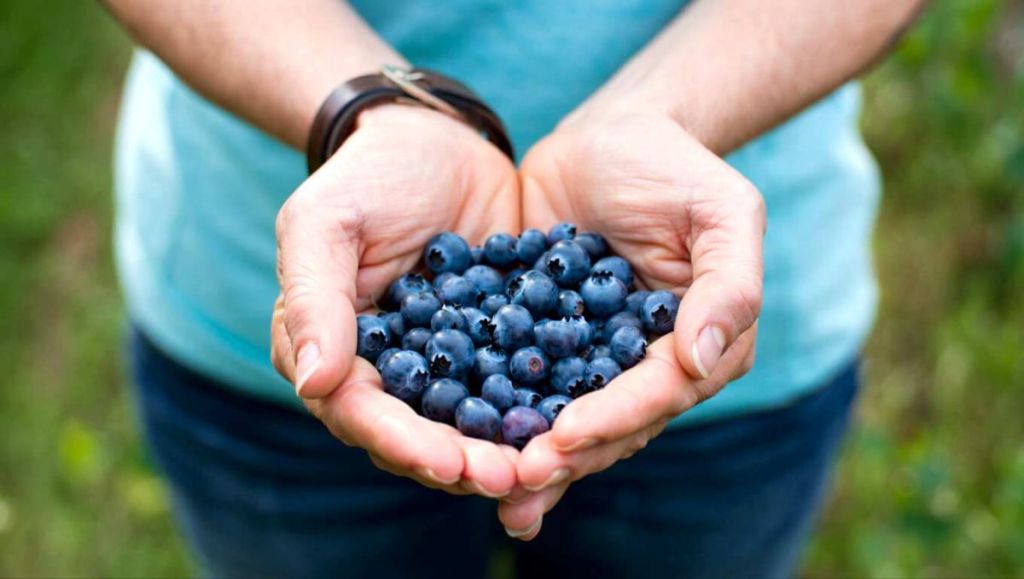 Glissez cette petite trouvaille forestière dans vos yaourts pour ne pas tomber malade et protéger vos yeux