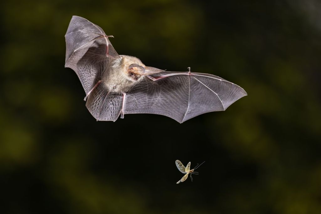 Grand Lyon : Des gîtes à chauves-souris pour lutter contre les moustiques