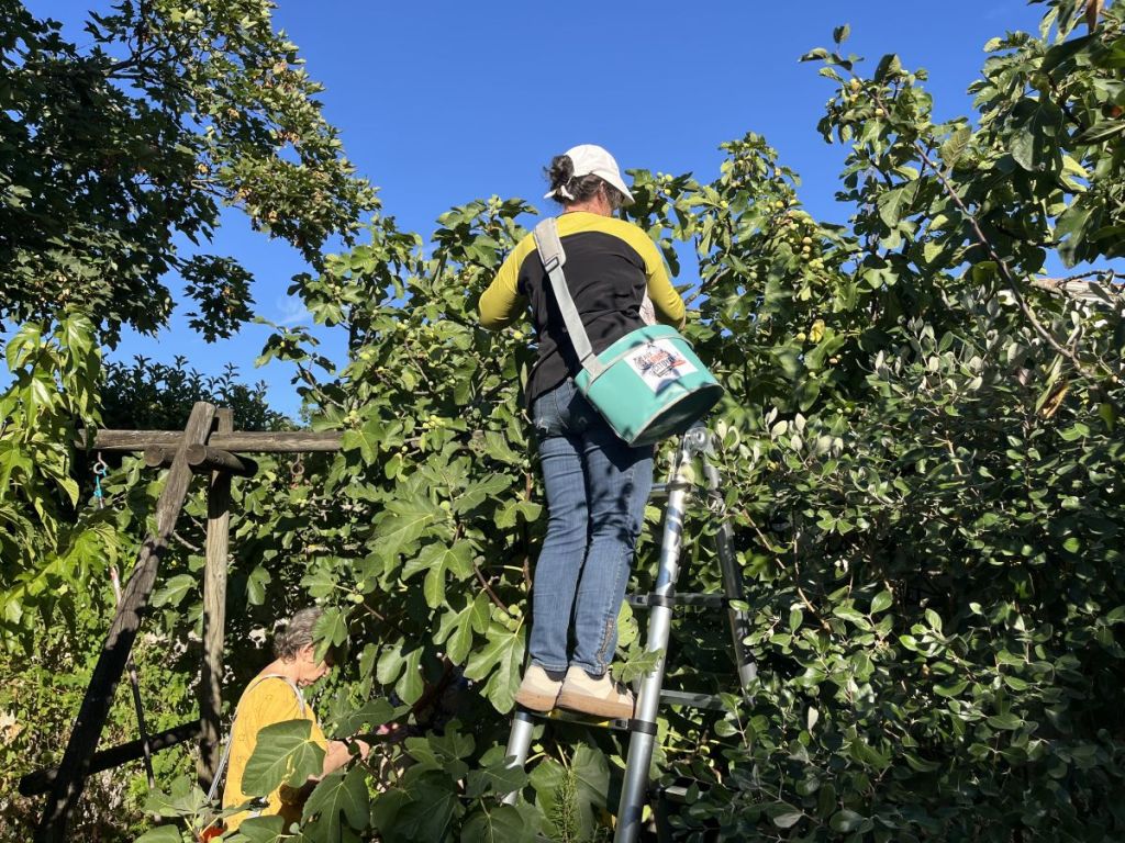 Cueillettes solidaires : et si on redistribuait le surplus de fruits du jardin ?