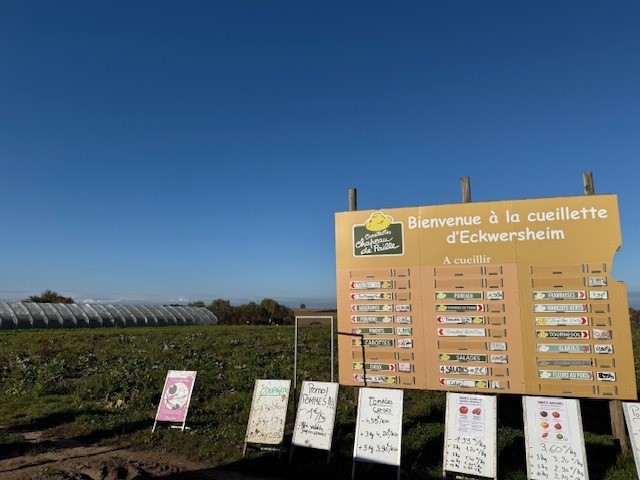 Achetez ses légumes en allant les chercher soi-même en libre cueillette