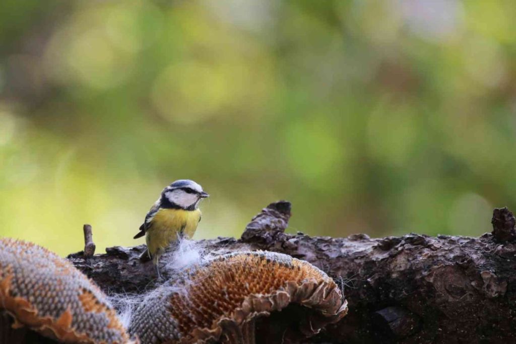 Biodiversité : les animaux aussi créent leurs propres médicaments