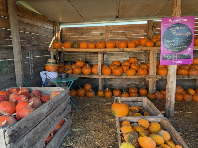 Une matin à récolter des légumes dans une libre cueillette en Alsace