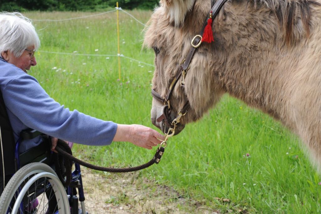 Des rencontres pour faire connaître tous les bienfaits des ânes
