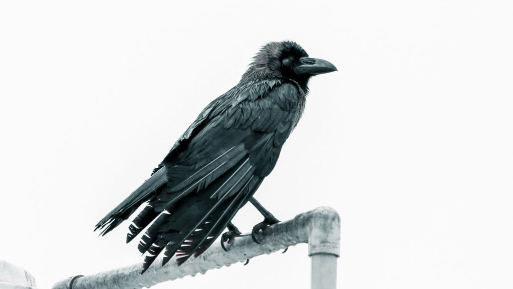 “Le corbeau” : pour Halloween, AirZen Radio vous offre une saga positive et frissonnante