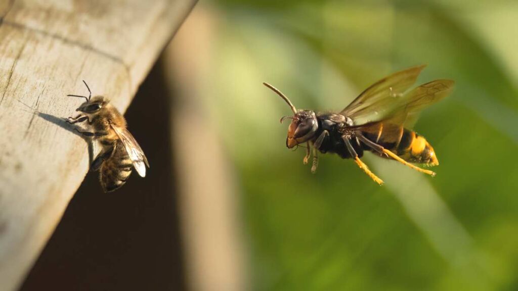 Frelon qui chasse une abeille