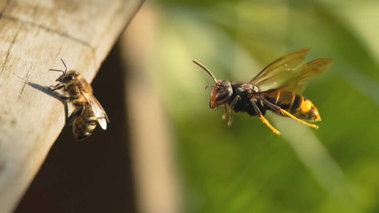 Frelon qui chasse une abeille