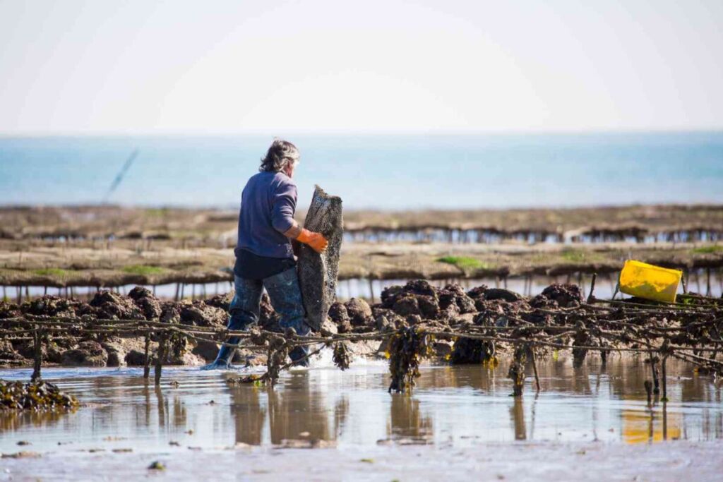 Fêtes : huîtres, Saint-Jacques… et une pêche durable qui protège nos océans