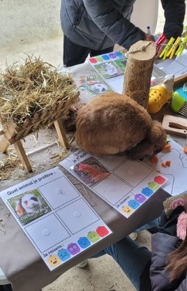 Landes : La Petite Ferme d’Aventure donne une seconde chance aux animaux