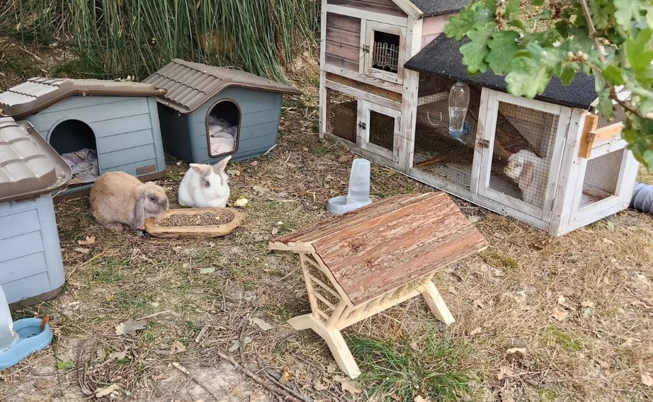 Landes : La Petite Ferme d’Aventure donne une seconde chance aux animaux