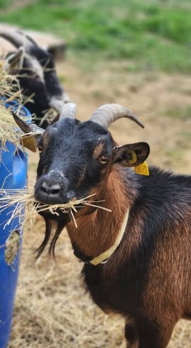 Landes : La Petite Ferme d’Aventure donne une seconde chance aux animaux