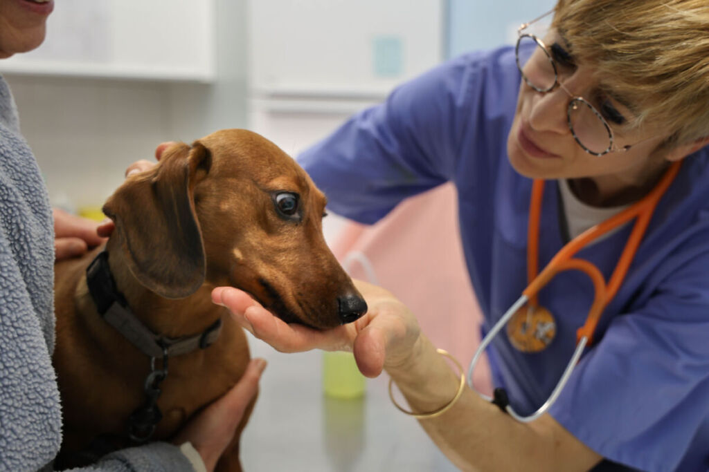 Lyon : Un dispensaire pour soigner les animaux des plus précaires