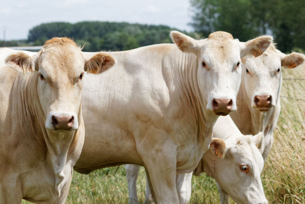 Oh P’tit Bio d’Elodie : Être autonome pour ses légumes et sa viande bovine bio