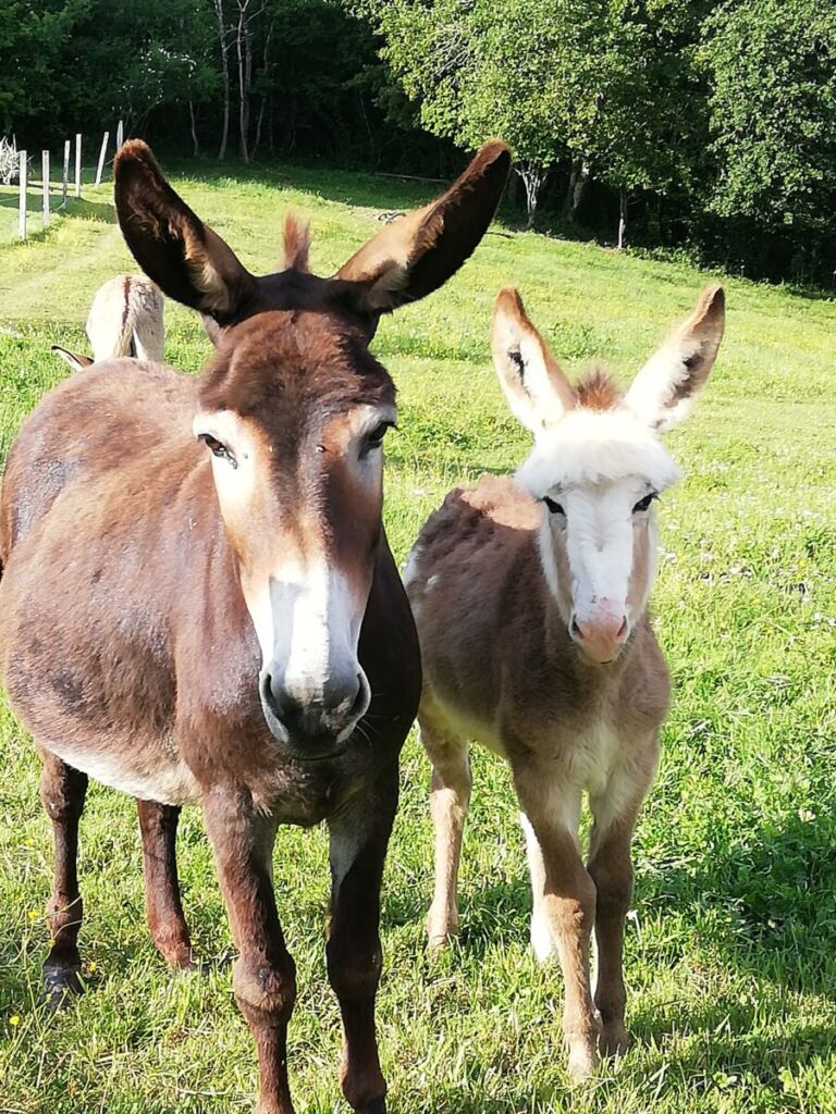 Landes : Révéler le caractère doux et chaleureux de l’âne avec Turs’âne
