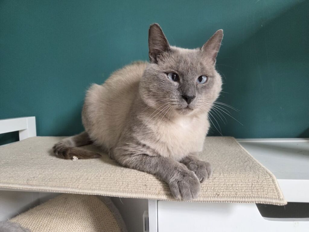 Grand Lyon : Changer le regard sur le handicap des chats avec Potiron Family