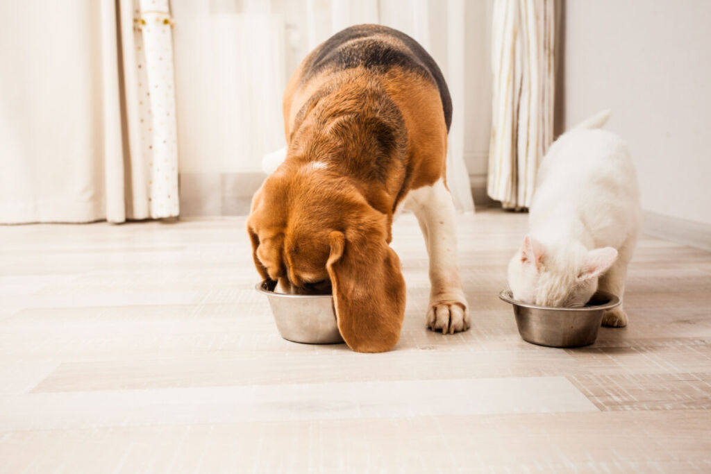 Les repas de Mimi : des repas bios et adaptés pour nos animaux de compagnie