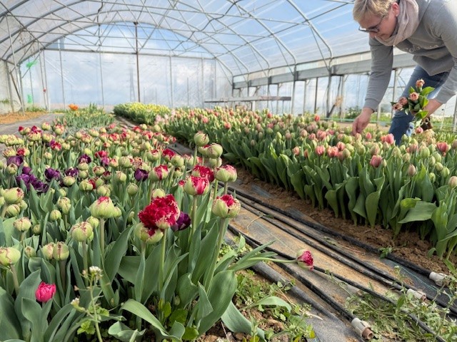 Alsace : par passion Marie-Hélène cultive des fleurs dont certaines se mangent 