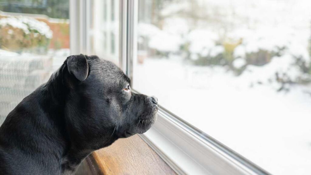 Intelligence artificielle : comment elle a aidé à sauver un chien atteint d’un cancer