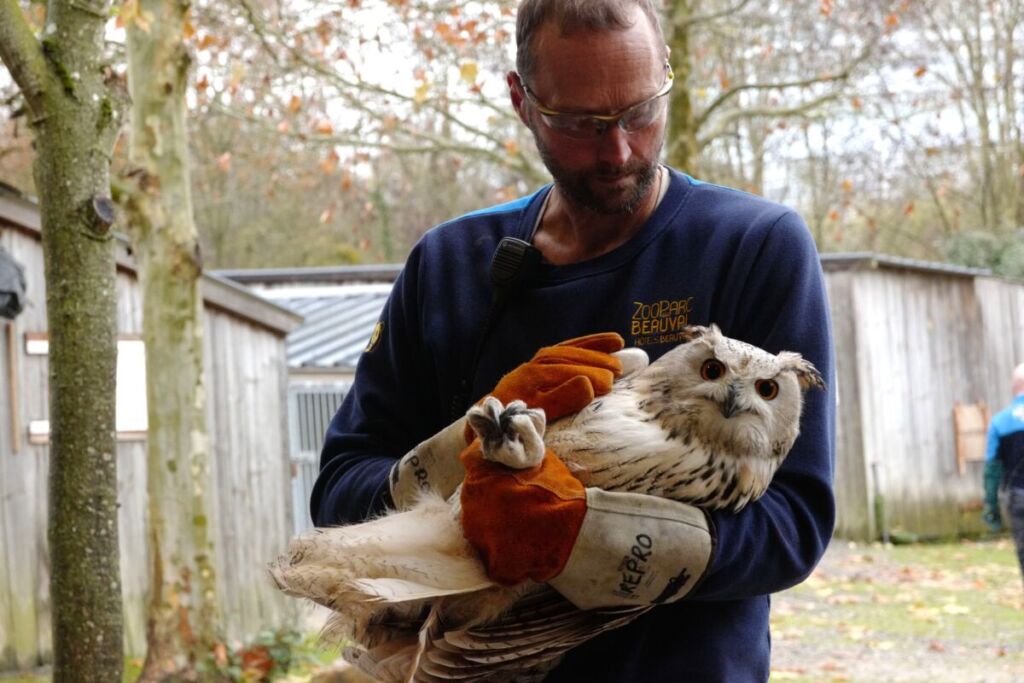 Une campagne de vaccination pour préserver les oiseaux de la grippe aviaire