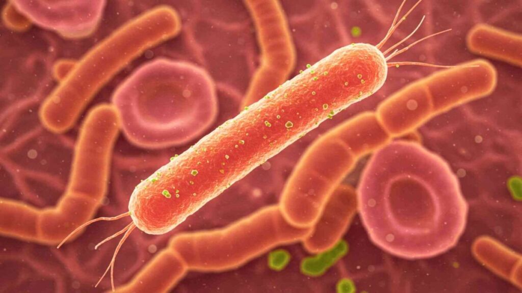 Cette bactérie du microbiote pourrait reprogrammer l’immunité et ouvrir une nouvelle voie contre la maladie de Crohn