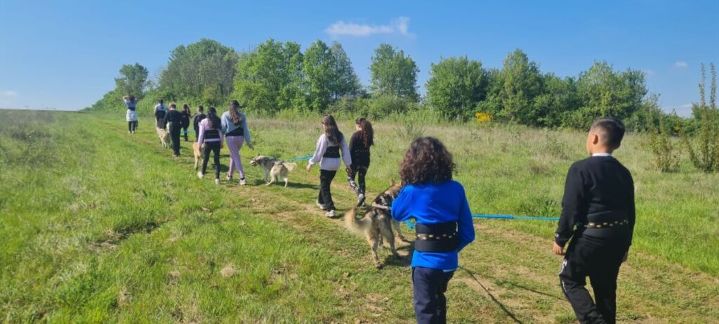 Lyon : Découvrir la randonnée autrement au rythme du husky de Sibérie