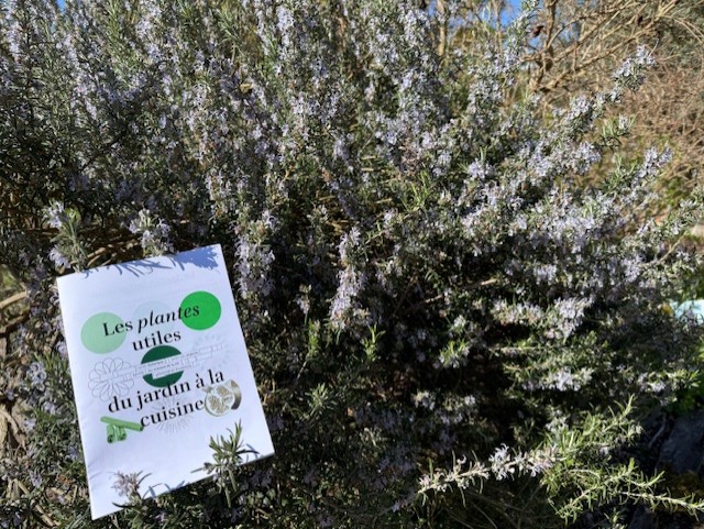 A Strasbourg, un parcours inclusif sur les plantes utiles du jardin à la cuisine