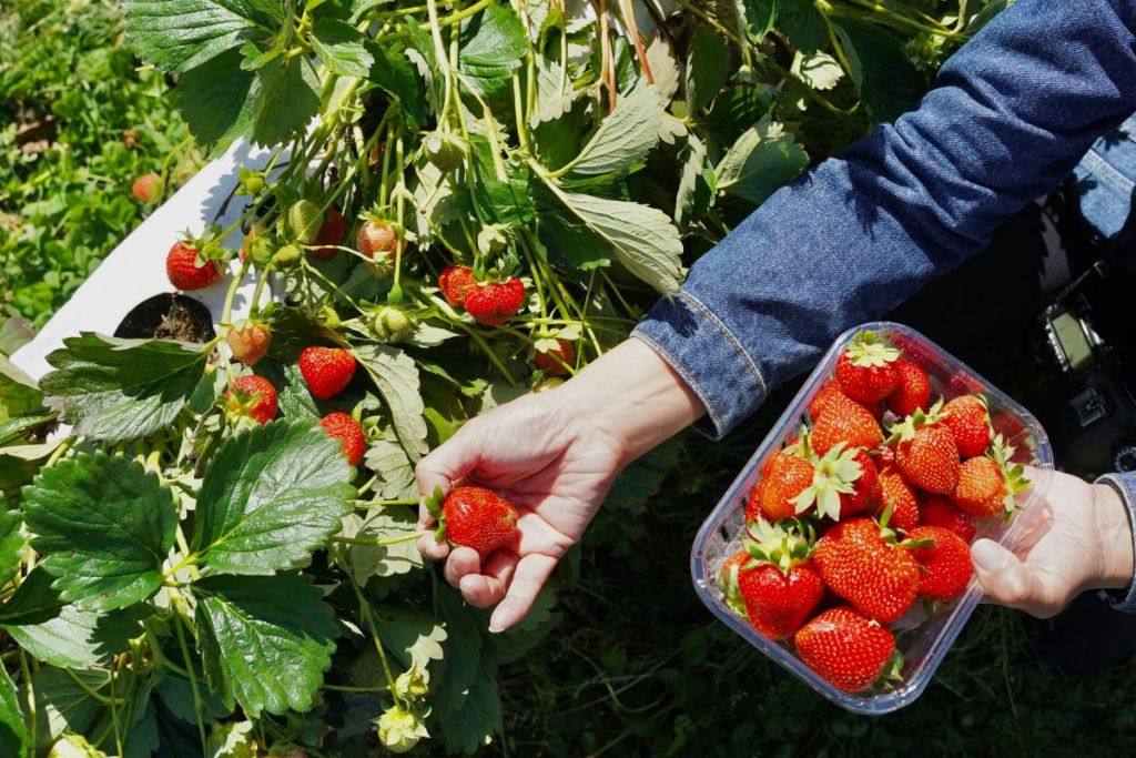 La libre cueillette de fraises, un moment entre gourmandise et nature